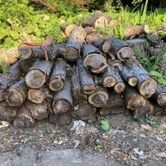 杉木の丸太の画像