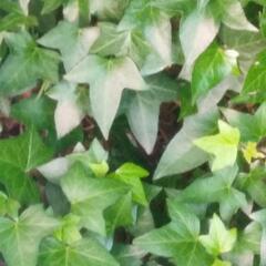 ヘデラ　挿し芽用にどうですかの画像
