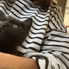 生後2ヶ月くらいの黒子猫ちゃん