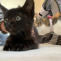 生後2ヶ月くらいの黒子猫ちゃん - 猫