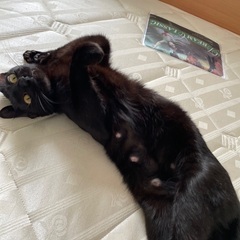 （お話中）職場に住み着いた猫を保護しました。