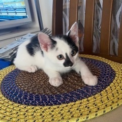 牛柄の男の子😼２ヶ月位です。