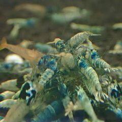 【R-19】観賞用シュリンプどうですか？　癒されますよ＾＾の画像