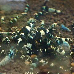 【R-19】観賞用シュリンプどうですか？　癒されますよ＾＾の画像