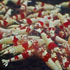 【RS-46】格安！観賞用　レッドビーシュリンプ