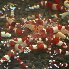 【RS-46】格安！観賞用　レッドビーシュリンプの画像