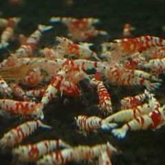 【RS-46】格安！観賞用　レッドビーシュリンプの画像