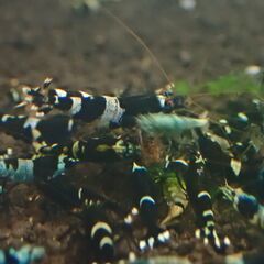 【RS-46】格安！観賞用　レッドビーシュリンプの画像