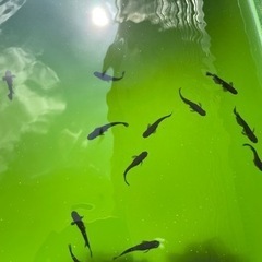 めだか　メダカ　メダカ飼育　針子　有精卵　オロチ　みゆき　幹之フルボディ　睡蓮鉢　水草　PSB  レッドラムズホーン　ゾウリムシ　タマミジンコ　ミジンコ産卵床　ビオトープ　光合成細菌　産卵床の画像