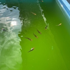 めだか　メダカ　メダカ飼育　針子　有精卵　オロチ　みゆき　幹之フルボディ　睡蓮鉢　水草　PSB  レッドラムズホーン　ゾウリムシ　タマミジンコ　ミジンコ産卵床　ビオトープ　光合成細菌　産卵床の画像