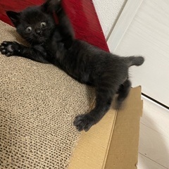 （お話中）職場に住み着いた猫を保護しました
