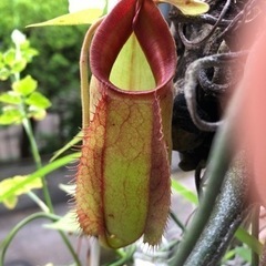 食虫植物ウツボカズラの一種ネペンテス・バイキング'ビビッドレッド'×(ティービィー×アリストロキオイデス)の画像