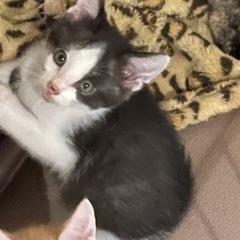 里親さん募集中