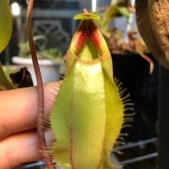 食虫植物ウツボカズラの一種ネペンテス・バイキング'ビビッドレッド'×(ティービィー×アリストロキオイデス)の画像