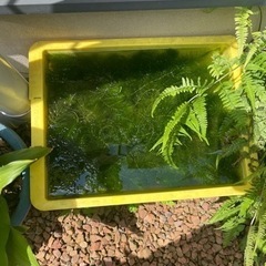 水草　マツモ　睡蓮鉢　メダカ