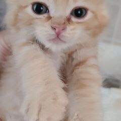 保護猫を迎えよう‼️みんなお見合い決まりました。 - 猫