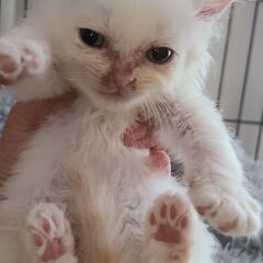 保護猫を迎えよう‼️みんなお見合い決まりました。の画像