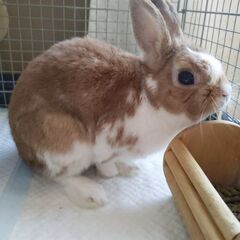 うさぎ🐰ネザーランドドワーフ