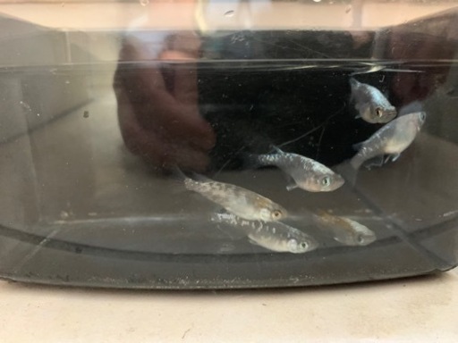 ブラックラメ飼育セット