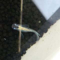 古龍メダカ　蒼穹メダカ　稚魚