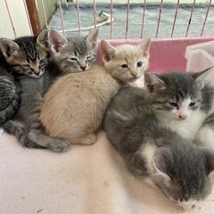 子猫５匹