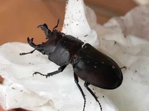 ヤクシマオニクワガタ 成虫 1ペア 受付終了します。