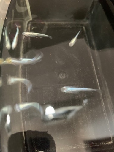 鉄仮面飼育セット