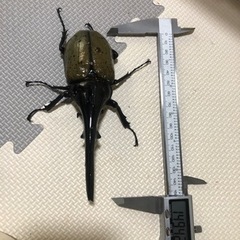 DHヘラクレス♂差し上げます。①