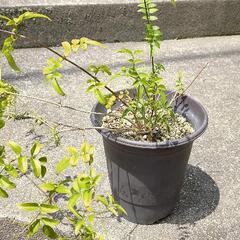 ハゴロモジャスミン ６号ロングプラ鉢入り　花　植物の画像