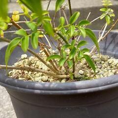 ハゴロモジャスミン ６号ロングプラ鉢入り　花　植物の画像