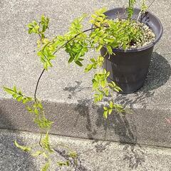 ハゴロモジャスミン ６号ロングプラ鉢入り　花　植物の画像