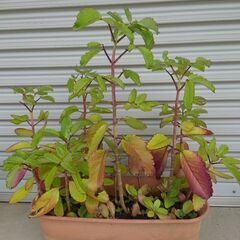 多肉植物　マザーリーフを差し上げます