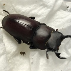 ヤエヤマコクワガタ 成虫 1ペア