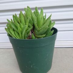 多肉植物　アロエ不夜城を差し上げます