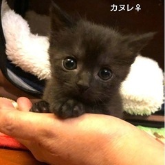 黒猫オールスターズ！