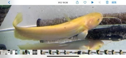 熱帯魚