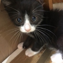 【トライアル決まりました✨】兄弟子猫2匹