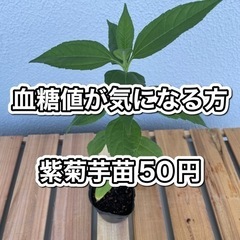⑥ 紫菊芋　苗　3個セット　50円♪ キクイモ　菊芋　イヌリン豊富