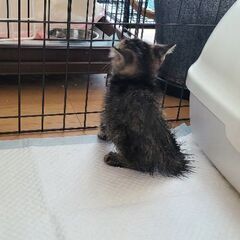 保護猫を迎えよう‼️お見合い決まりました！ - 猫