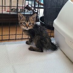保護猫を迎えよう‼️お見合い決まりました！