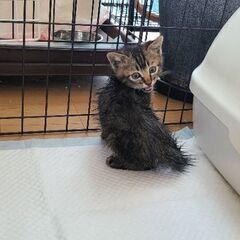 保護猫を迎えよう‼️お見合い決まりました！ - 米子市