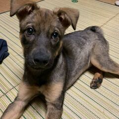 里親さま決まりました。ふう君