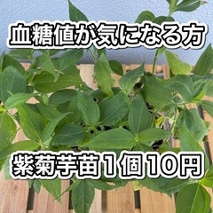 ⑦ 紫菊芋　4cmポット抜き苗　1個10円♪ キクイモ　菊芋　イ...