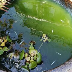 みゆきメダカ　改良メダカ　幹之メダカ　100円～