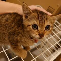 ママとはぐれた仔猫
