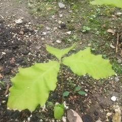 どんぐりの苗木