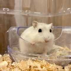 (新しいご家族が決まりました)  ジャンガリアン  パールホワイ...