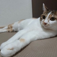 かなりの美猫さんです‪⸜♡⸝‍‬追記しましたm(_ _)m宜しく...