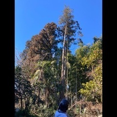 剪定/伐採お庭サッパリ5000円〜【松戸/柏/野田/市川/船橋市/習志野市】（有）ハヤカワ商店　松戸店 - 地元のお店