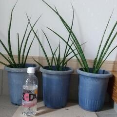 サンセベリア　観葉植物　サンスベリア